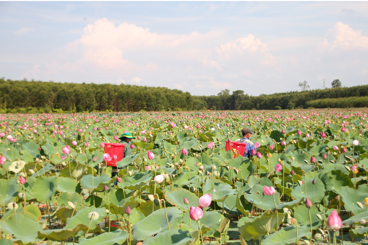 Nông dân dầm mình dưới bùn thu hoạch sen ảnh 4