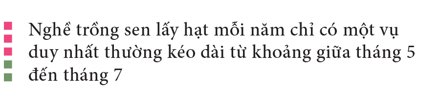 Nông dân dầm mình dưới bùn thu hoạch sen ảnh 5