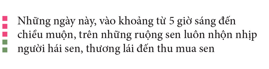 Nông dân dầm mình dưới bùn thu hoạch sen ảnh 7