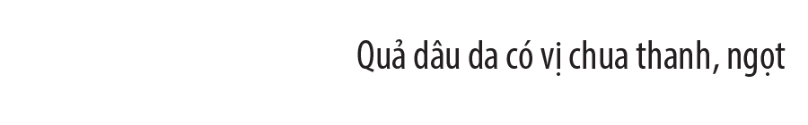 Ngất ngây vẻ đẹp vườn dâu da mùa thu hoạch ảnh 27