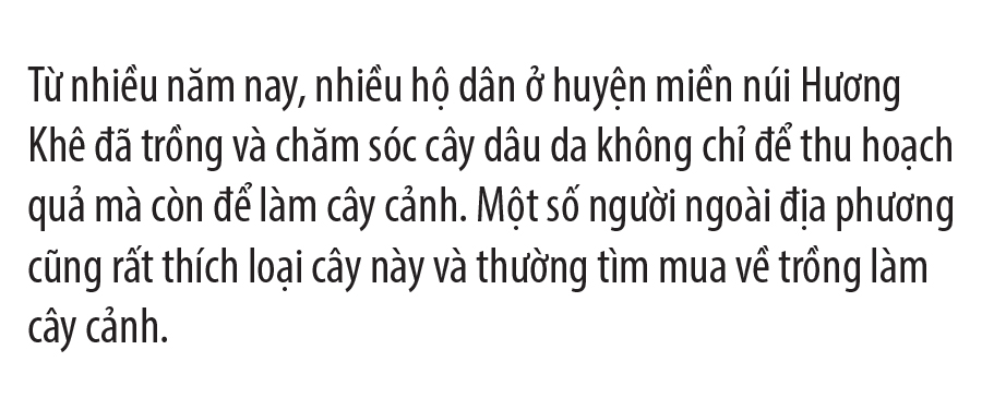 Ngất ngây vẻ đẹp vườn dâu da mùa thu hoạch ảnh 4