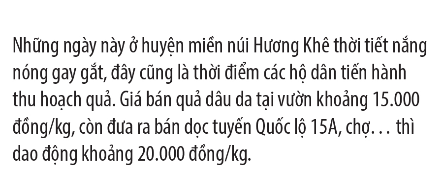 Ngất ngây vẻ đẹp vườn dâu da mùa thu hoạch ảnh 9