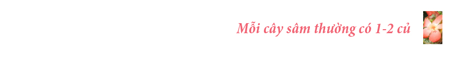 Sâm Bố Chính nở hoa rực rỡ trên đất Quảng Ngãi ảnh 13