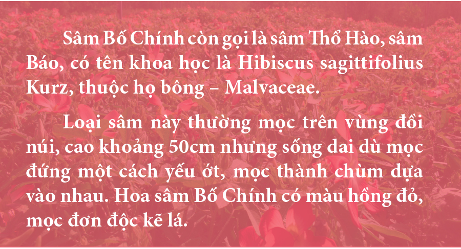 Sâm Bố Chính nở hoa rực rỡ trên đất Quảng Ngãi ảnh 14
