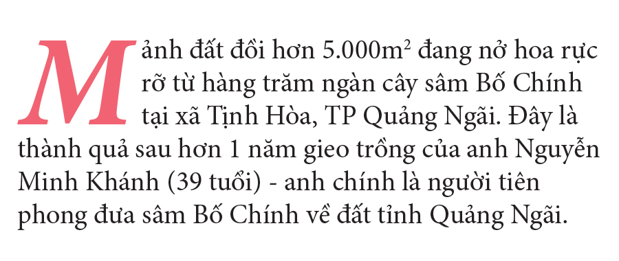 Sâm Bố Chính nở hoa rực rỡ trên đất Quảng Ngãi ảnh 1