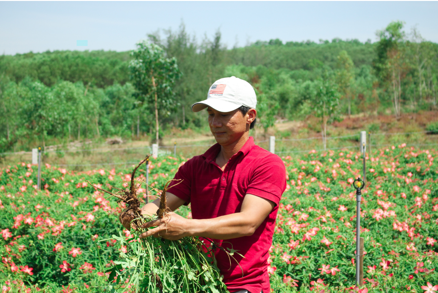 Sâm Bố Chính nở hoa rực rỡ trên đất Quảng Ngãi ảnh 2