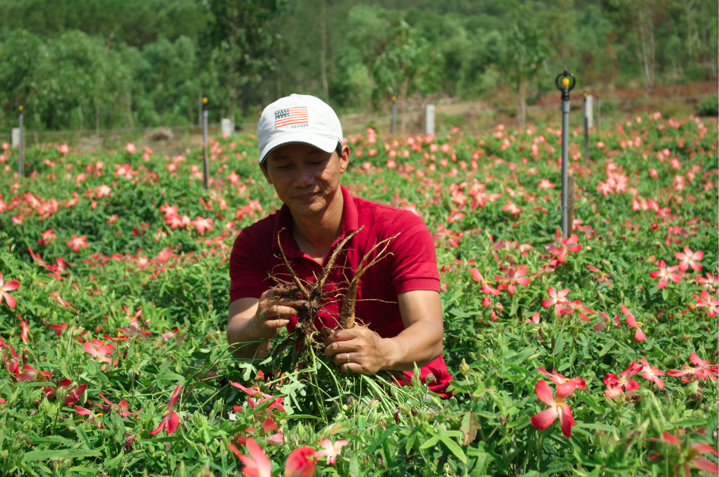 Sâm Bố Chính nở hoa rực rỡ trên đất Quảng Ngãi ảnh 33