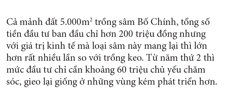 Sâm Bố Chính nở hoa rực rỡ trên đất Quảng Ngãi ảnh 38