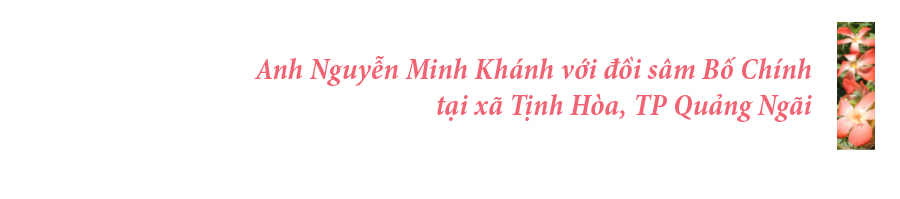 Sâm Bố Chính nở hoa rực rỡ trên đất Quảng Ngãi ảnh 3
