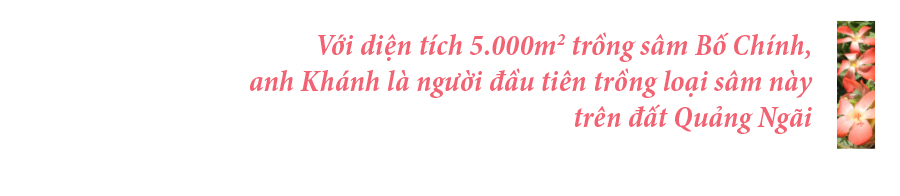Sâm Bố Chính nở hoa rực rỡ trên đất Quảng Ngãi ảnh 6