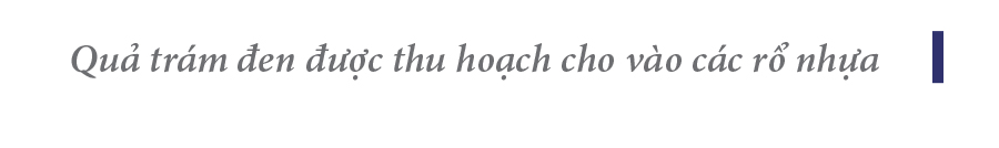 Hà Tĩnh vào mùa thu hoạch quả trám đen ảnh 10