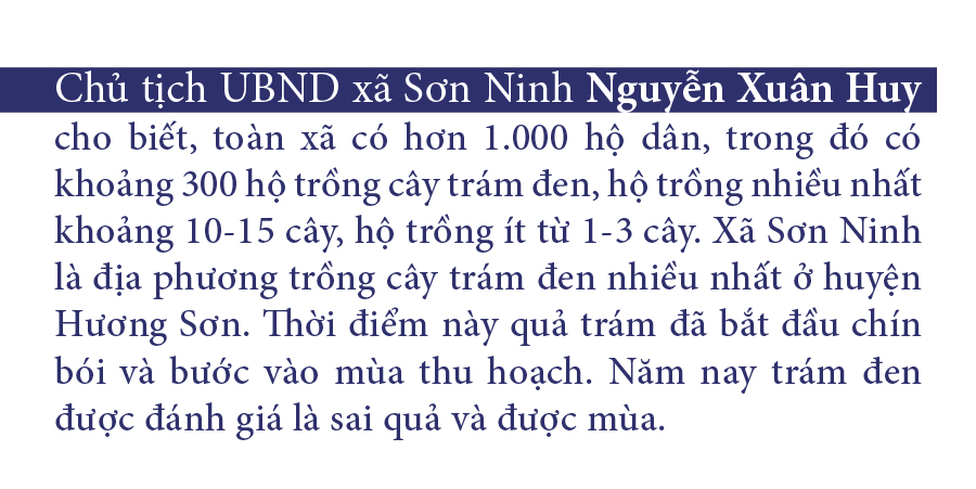 Hà Tĩnh vào mùa thu hoạch quả trám đen ảnh 14