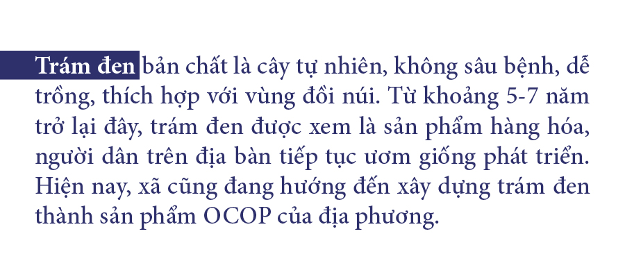Hà Tĩnh vào mùa thu hoạch quả trám đen ảnh 28