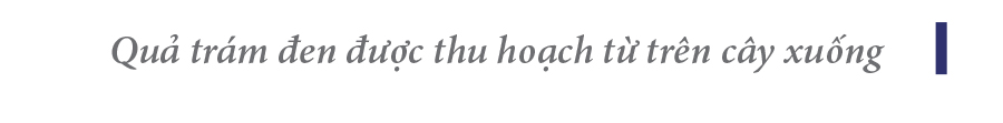 Hà Tĩnh vào mùa thu hoạch quả trám đen ảnh 32