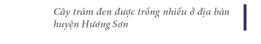 Hà Tĩnh vào mùa thu hoạch quả trám đen ảnh 3