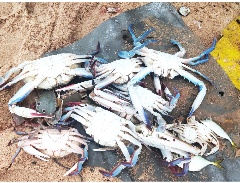 Hối hả vươn khơi ngày mở cửa biển sau giãn cách ảnh 19