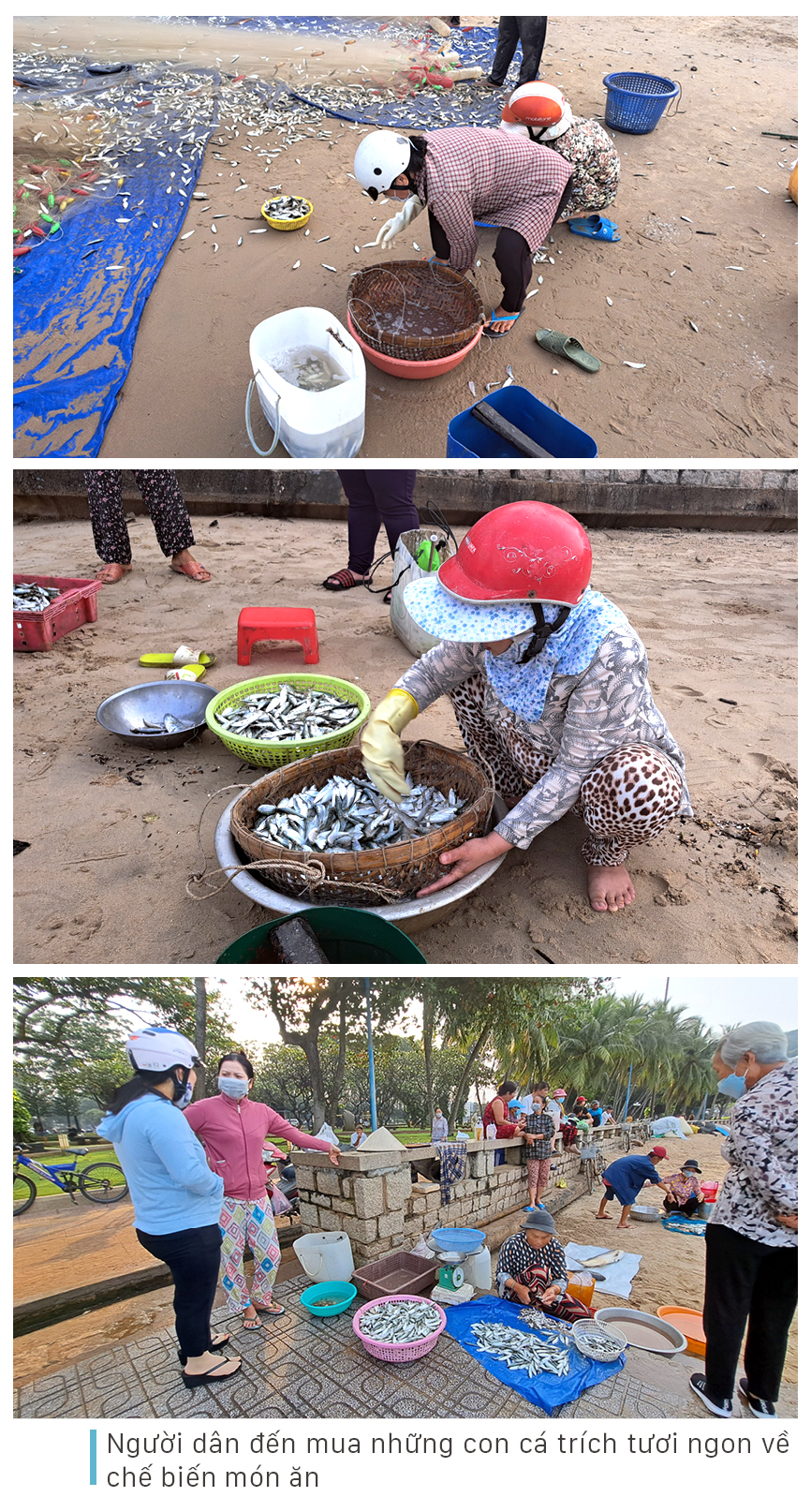 Cá trích mắc nặng lưới ngư dân Vũng Tàu ảnh 10