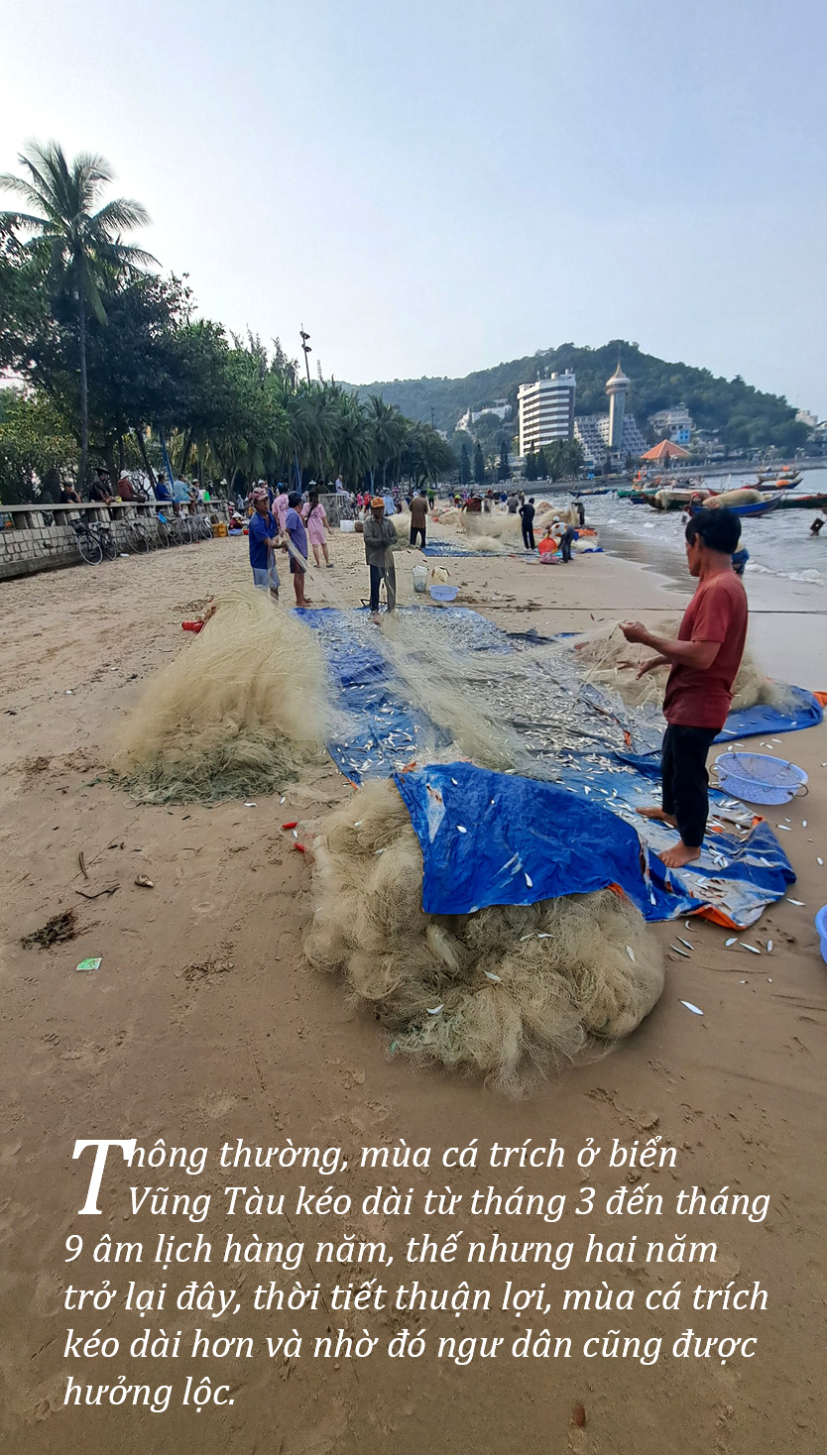 Cá trích mắc nặng lưới ngư dân Vũng Tàu ảnh 1