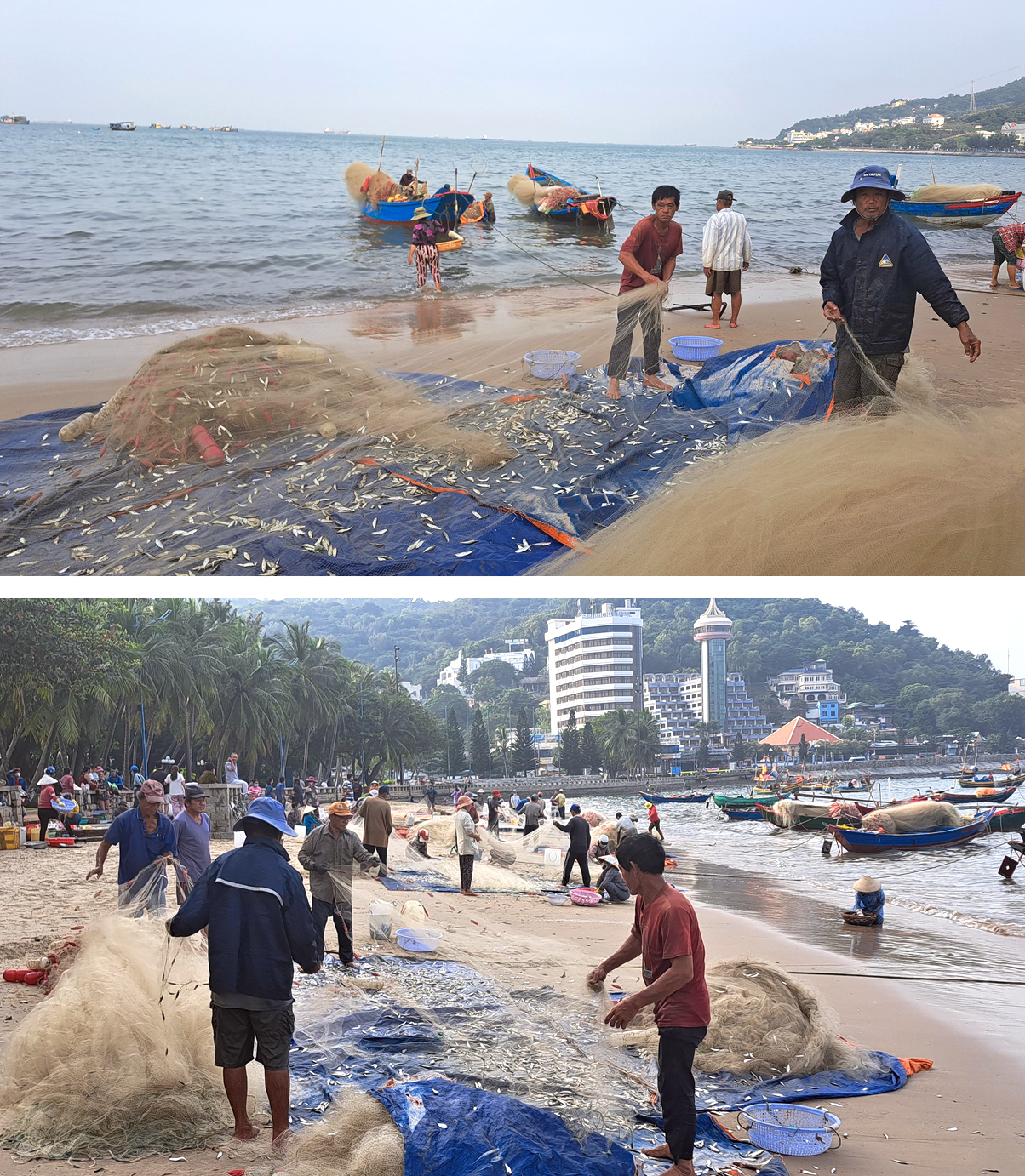 Cá trích mắc nặng lưới ngư dân Vũng Tàu ảnh 4