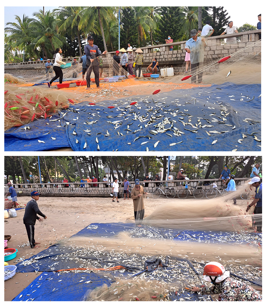 Cá trích mắc nặng lưới ngư dân Vũng Tàu ảnh 7