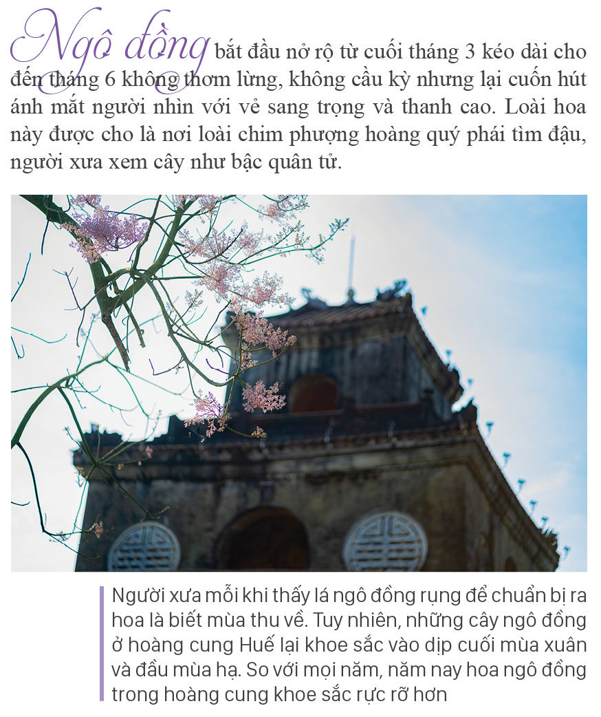 Xứ Huế mùa hoa nở ảnh 3