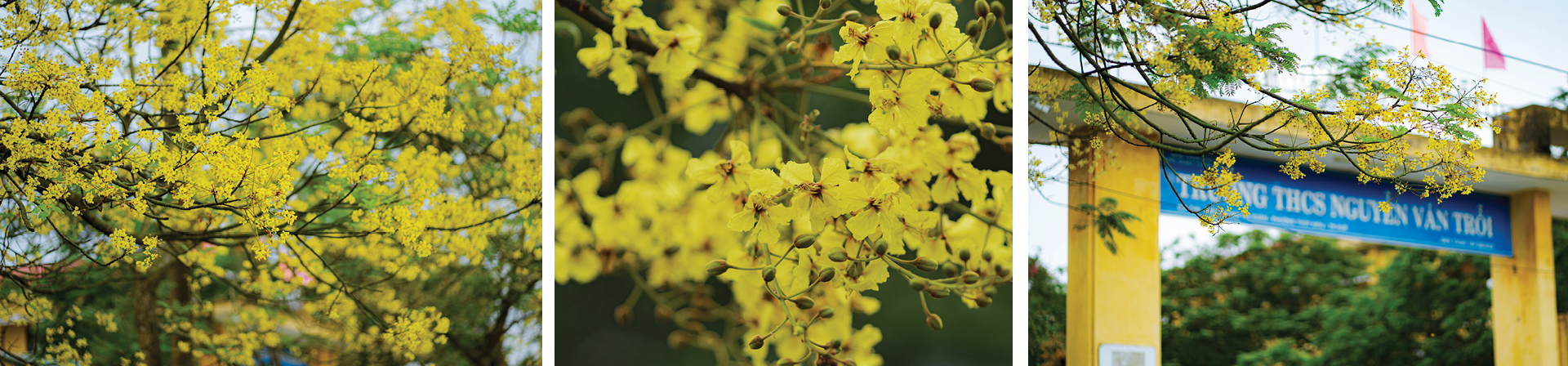 Xứ Huế mùa hoa nở ảnh 7