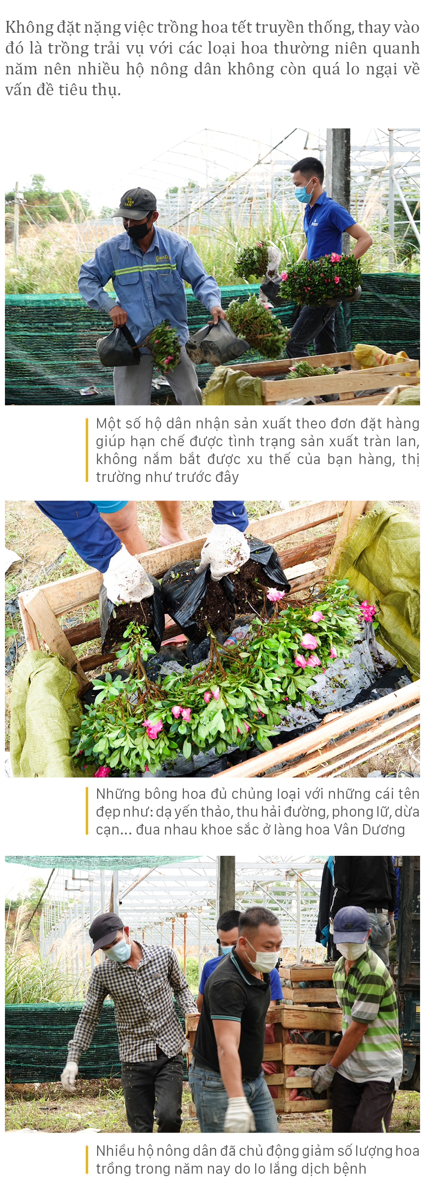 Vượt khó mùa dịch, làng hoa Đà Nẵng tất bật vào vụ tết ảnh 11