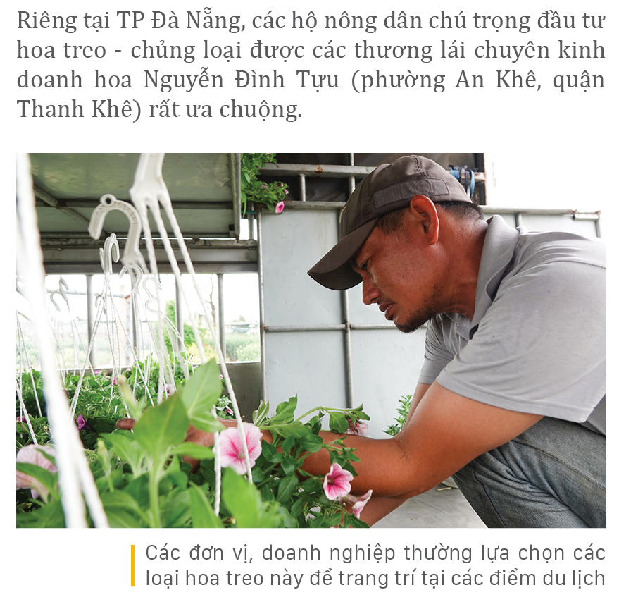 Vượt khó mùa dịch, làng hoa Đà Nẵng tất bật vào vụ tết ảnh 8