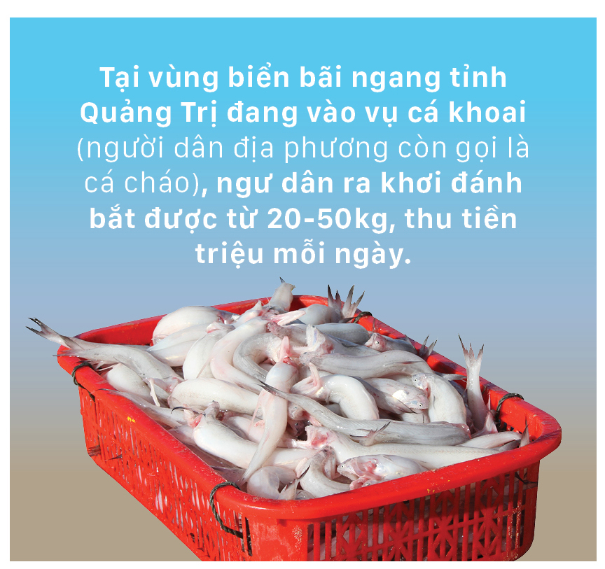 Vào vụ cá khoai, ngư dân Quảng Trị thu tiền triệu mỗi ngày ảnh 1