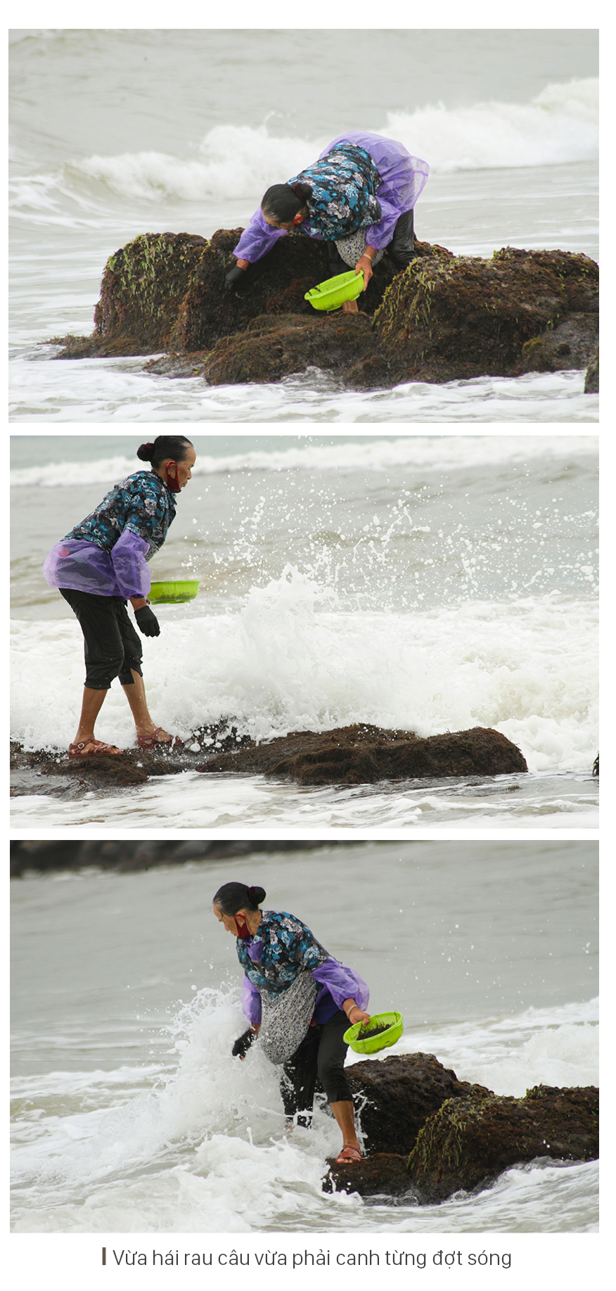 Bám ghềnh đá hái rau câu ảnh 10