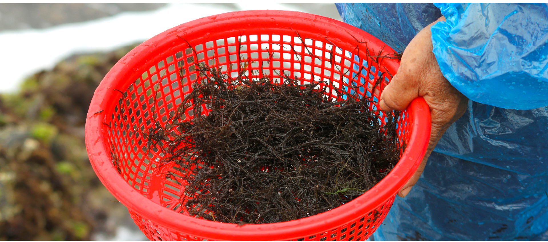 Bám ghềnh đá hái rau câu ảnh 11