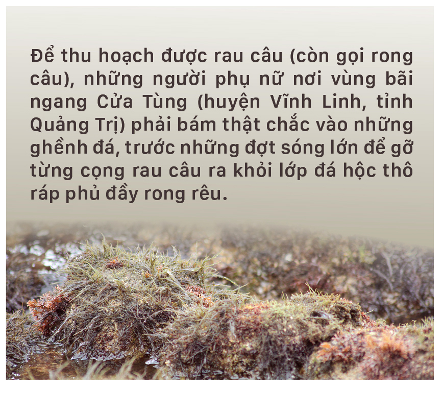 Bám ghềnh đá hái rau câu ảnh 1