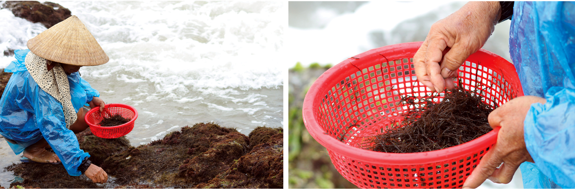 Bám ghềnh đá hái rau câu ảnh 5