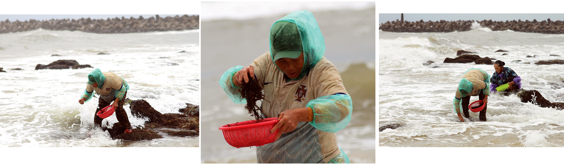 Bám ghềnh đá hái rau câu ảnh 8