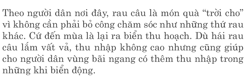 Bám ghềnh đá hái rau câu ảnh 2