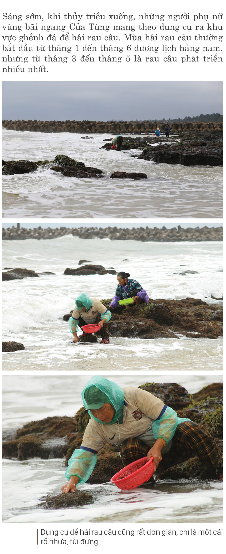 Bám ghềnh đá hái rau câu ảnh 4