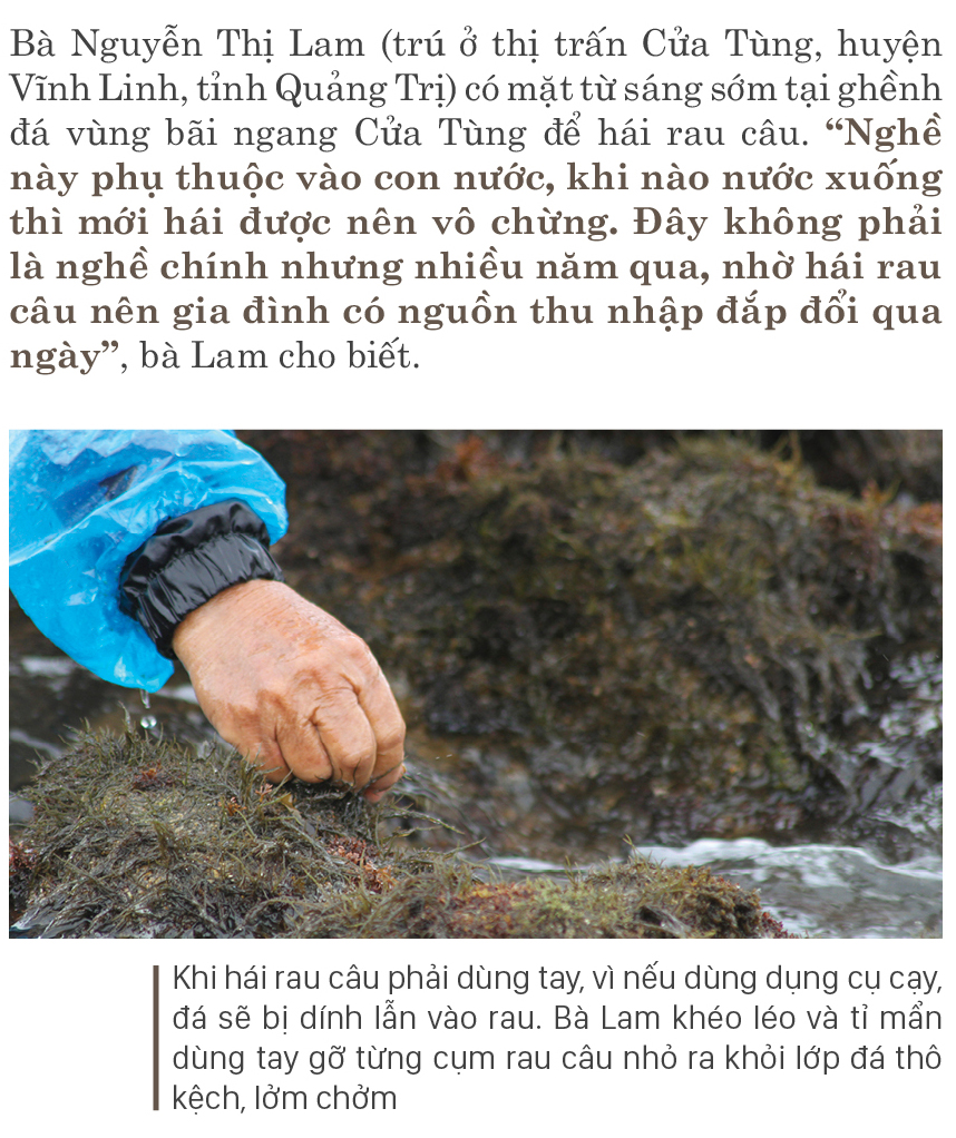 Bám ghềnh đá hái rau câu ảnh 6