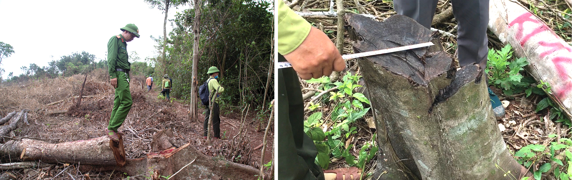 Hơn 18ha rừng tự nhiên bị chặt phá trơ trụi ảnh 12