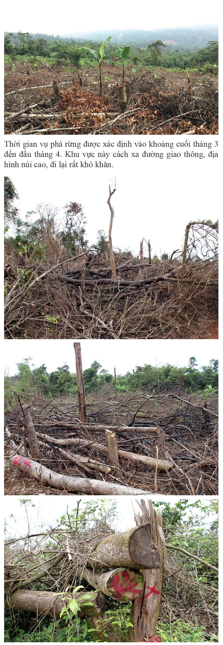 Hơn 18ha rừng tự nhiên bị chặt phá trơ trụi ảnh 7