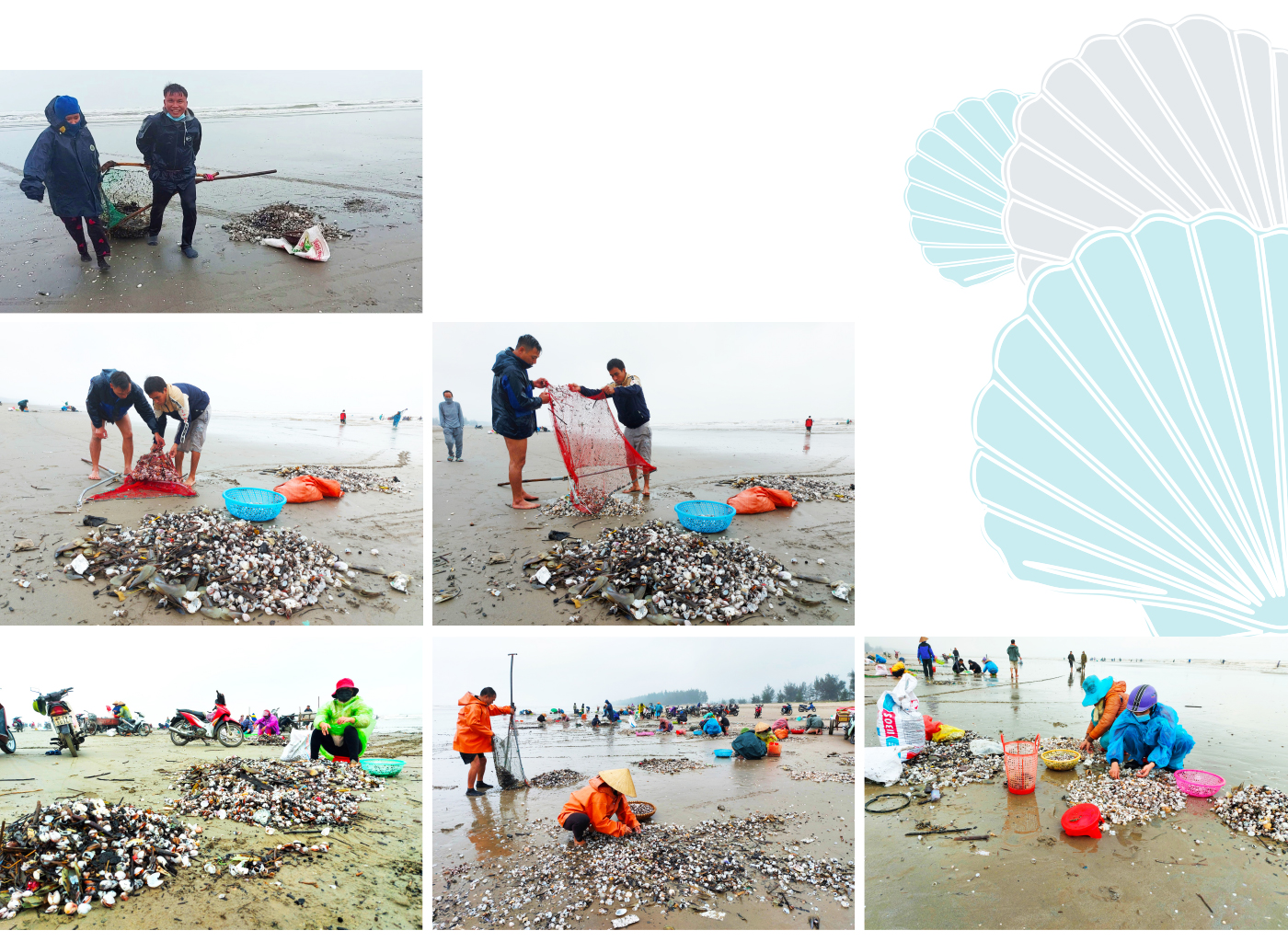 Đổ xô vớt 'lộc' sò biển ảnh 11