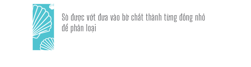 Đổ xô vớt 'lộc' sò biển ảnh 12