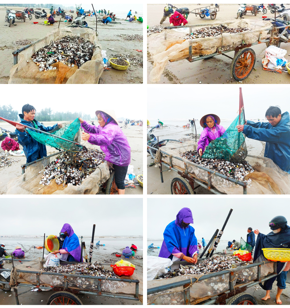 Đổ xô vớt 'lộc' sò biển ảnh 14