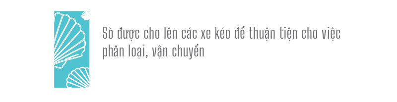 Đổ xô vớt 'lộc' sò biển ảnh 15