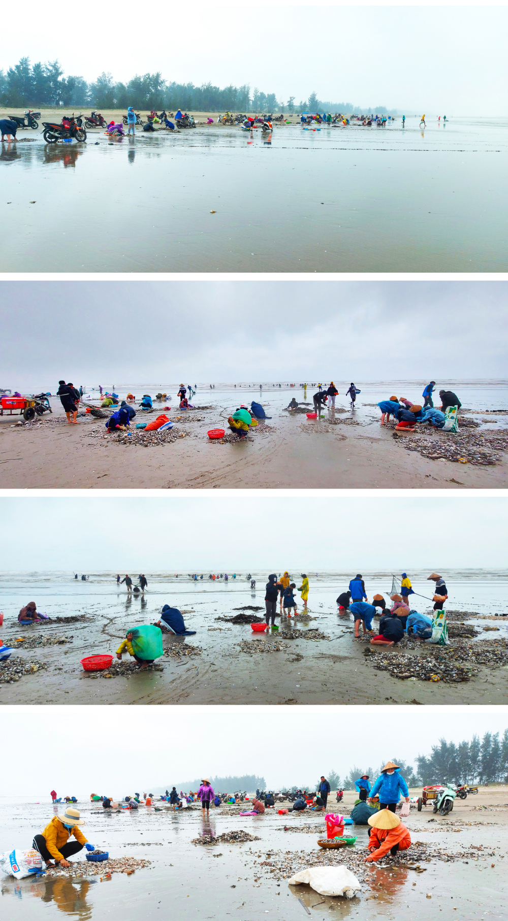 Đổ xô vớt 'lộc' sò biển ảnh 17