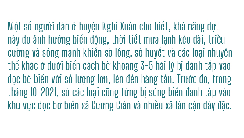 Đổ xô vớt 'lộc' sò biển ảnh 19