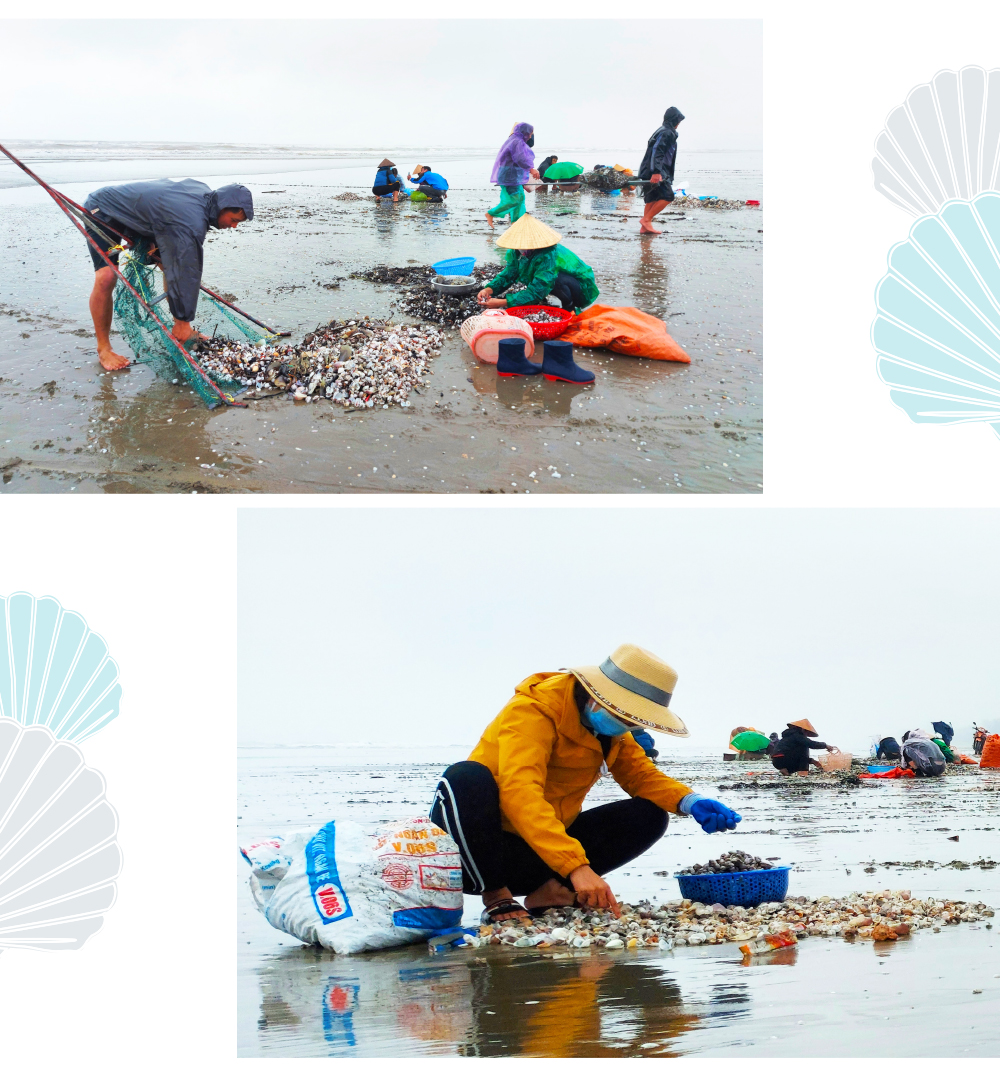 Đổ xô vớt 'lộc' sò biển ảnh 20