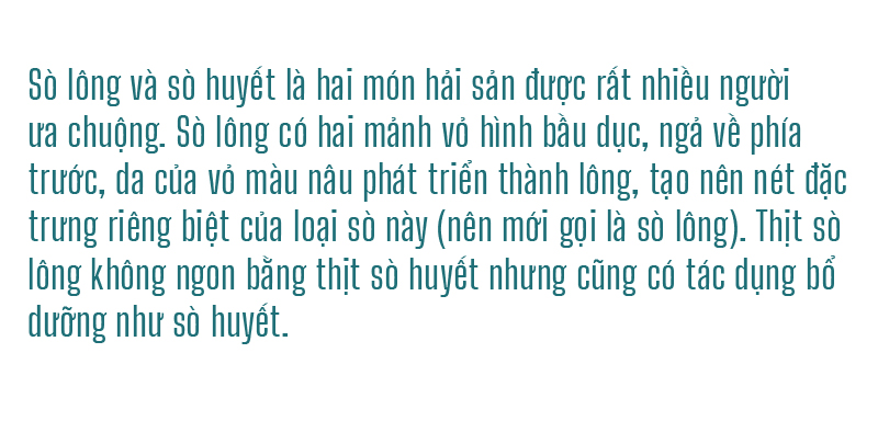 Đổ xô vớt 'lộc' sò biển ảnh 22