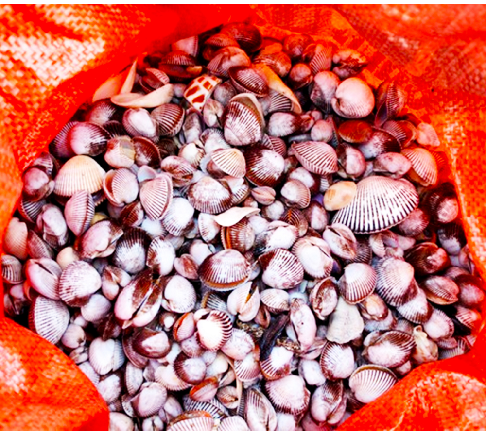 Đổ xô vớt 'lộc' sò biển ảnh 23