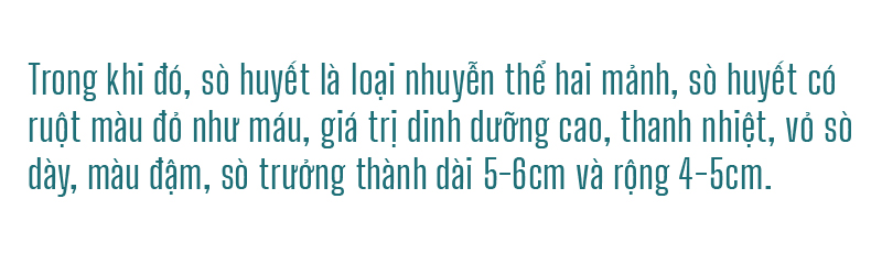 Đổ xô vớt 'lộc' sò biển ảnh 24