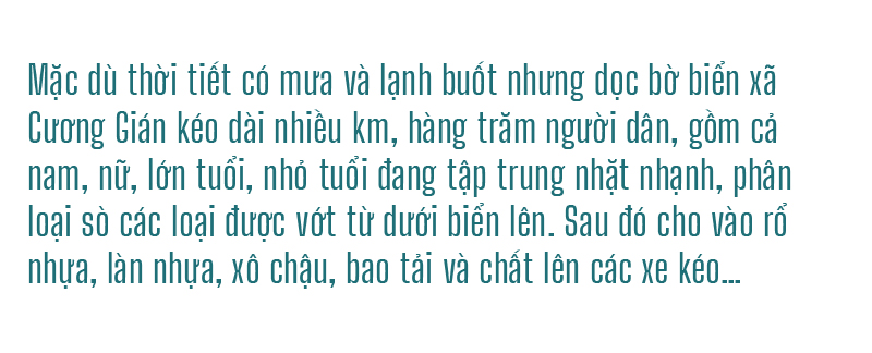 Đổ xô vớt 'lộc' sò biển ảnh 3